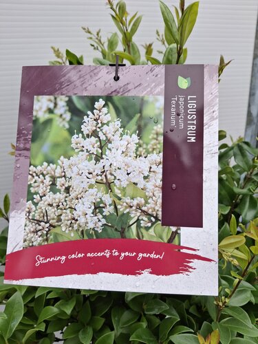 Ligustrum japonicum 'Texanum' - afbeelding 3