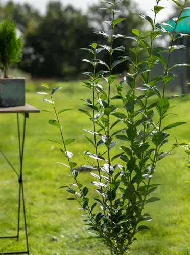 Ligustrum ovalifolium 80-100 cm. - afbeelding 2