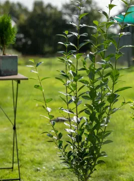 Ligustrum ovalifolium 100-125 cm. - afbeelding 3