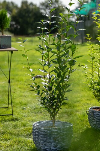 Ligustrum ovalifolium 80 - 100cm - afbeelding 4