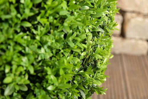 Ligustrum ovalifolium 80 - 100cm - afbeelding 2