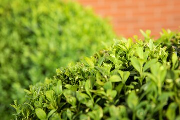 Ligustrum ovalifolium 80 - 100cm - afbeelding 1