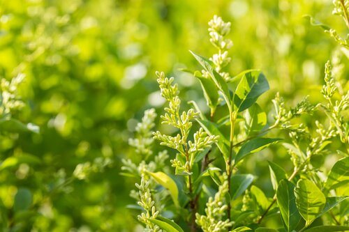 Ligustrum ovalifolium 80 - 100cm - afbeelding 3