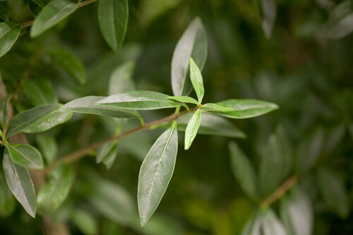 Ligustrum vulgare 60 - 100cm - afbeelding 1