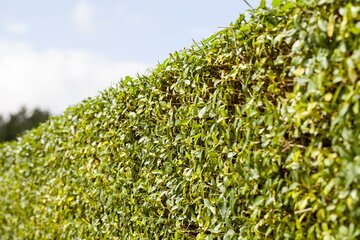 Ligustrum vulgare 60 - 100cm - afbeelding 3
