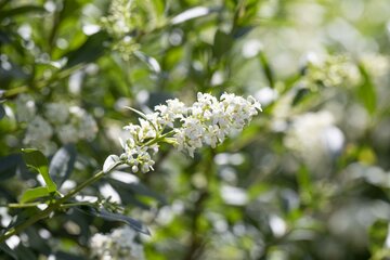 Ligustrum vulgare 60 - 100cm - afbeelding 2