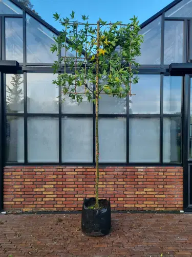 Liquidambar styraciflua  Leivorm 10-12 - afbeelding 1