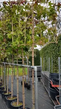 Liquidambar styraciflua  Leivorm 10-12 - afbeelding 3