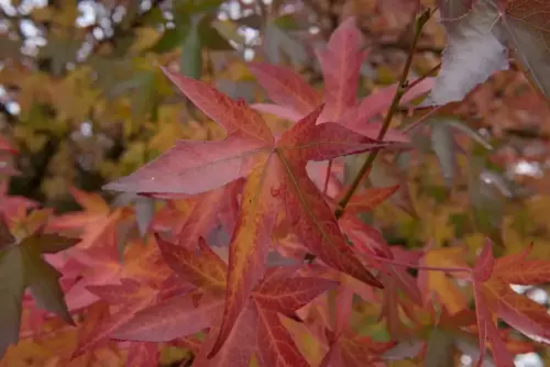 Liquidambar styraciflua 'Worplesdon' Amberboom - afbeelding 1