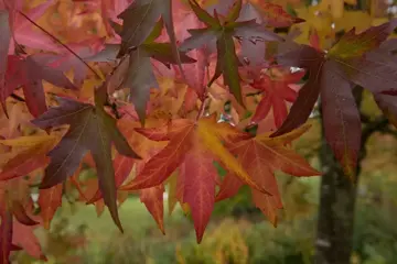 Liquidambar styraciflua 'Worplesdon' Amberboom - afbeelding 2