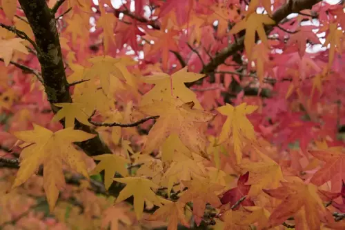 Liquidambar styraciflua 'Worplesdon' Amberboom - afbeelding 3