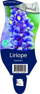 Liriope muscari