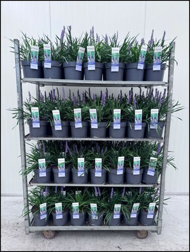 Liriope muscari Ingwersen - afbeelding 3