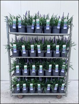 Liriope muscari Ingwersen - afbeelding 3