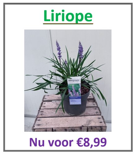 Liriope muscari Ingwersen - afbeelding 2