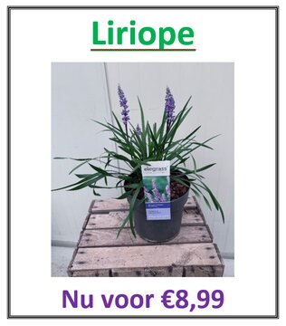 Liriope muscari Ingwersen - afbeelding 2