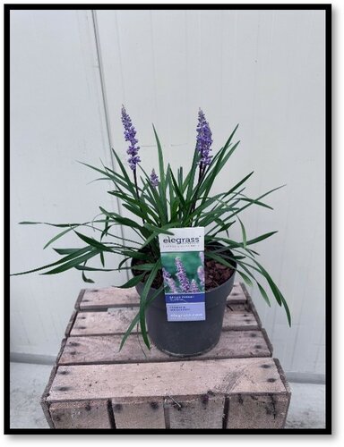 Liriope muscari Ingwersen - afbeelding 1
