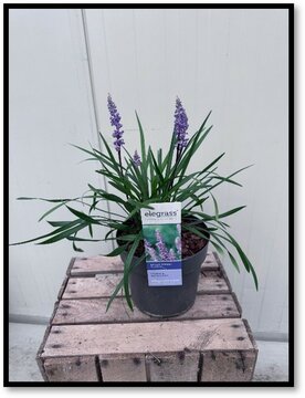 Liriope muscari Ingwersen - afbeelding 1