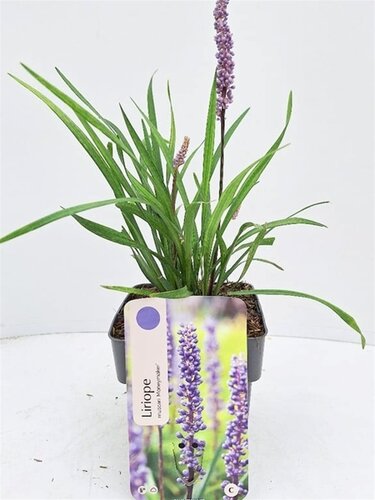 Liriope Muscari Moneymaker - afbeelding 1