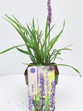 Liriope Muscari Moneymaker - afbeelding 1