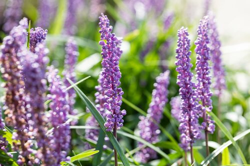 Liriope Muscari Moneymaker - afbeelding 2