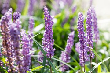 Liriope Muscari Moneymaker - afbeelding 2