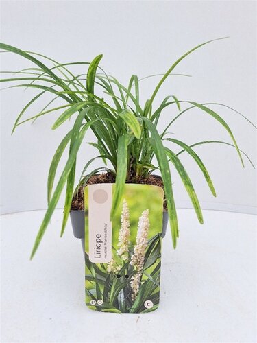 Liriope Muscari Monroe White