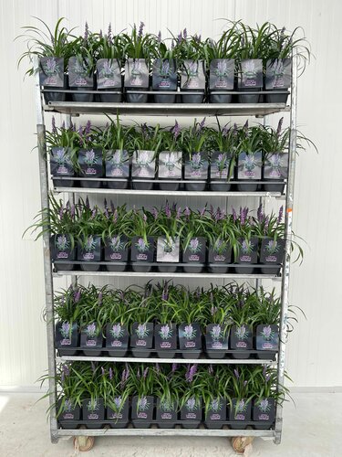 Liriope muscari 'Royal Purple' - afbeelding 2