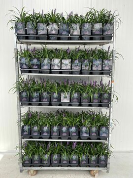 Liriope muscari 'Royal Purple' - afbeelding 2