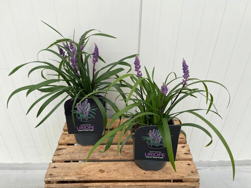 Liriope muscari 'Royal Purple' - afbeelding 1