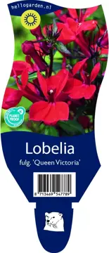 Lobelia fulg. 'Queen Victoria'