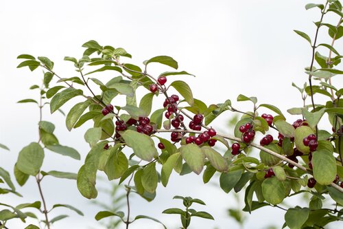 Lonicera xylosteum 60 - 100cm - afbeelding 1