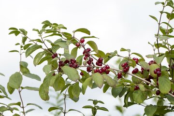 Lonicera xylosteum 60 - 100cm - afbeelding 1