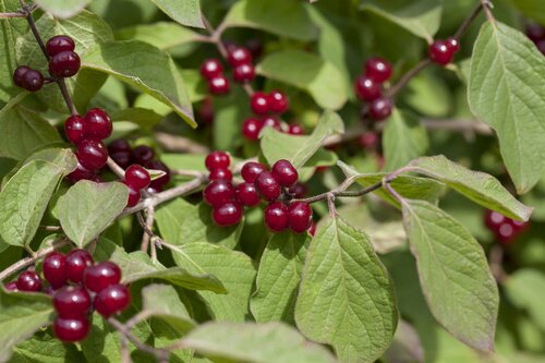 Lonicera xylosteum 60 - 100cm - afbeelding 2