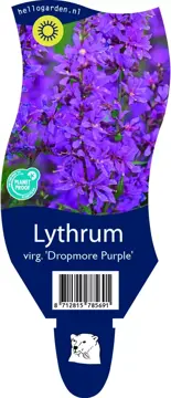 Lythrum sal. 'Dropmore Purple'