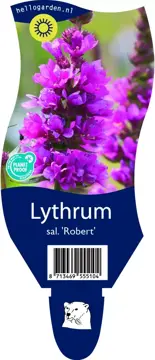 Lythrum sal. 'Robert'