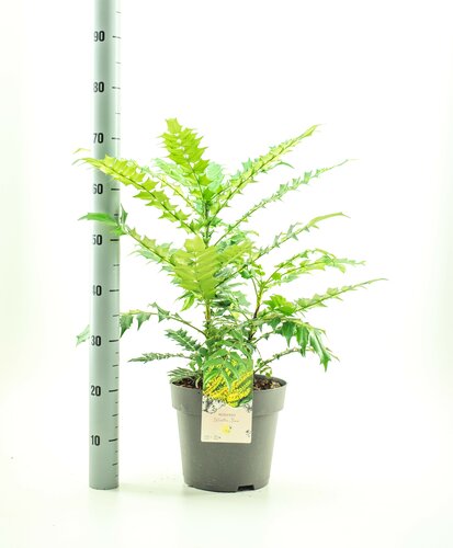 Mahonia media 'Winter Sun' - afbeelding 2