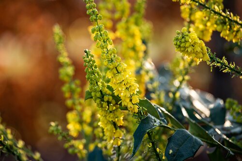 Mahonia media 'Winter Sun' - afbeelding 1