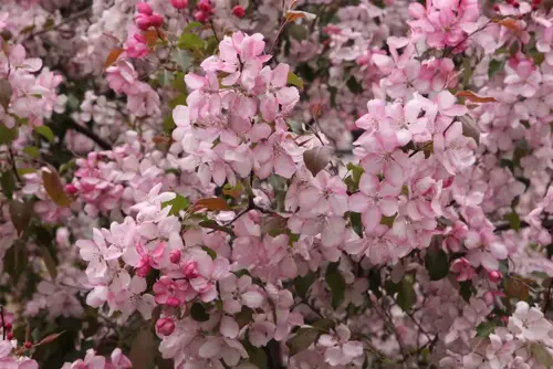 Malus 'Rudolph' Sierappel - afbeelding 1