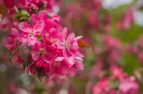 Malus 'Rudolph' Sierappel - afbeelding 2