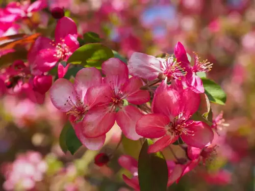 Malus 'Rudolph' Sierappel - afbeelding 3