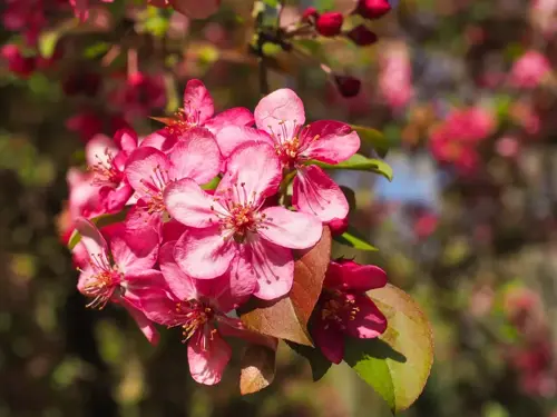 Malus 'Rudolph' Sierappel - afbeelding 4