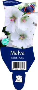 Malva mosch. 'Alba'