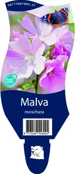 Malva moschata