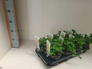 Marokkaanse Munt Biologisch - afbeelding 2