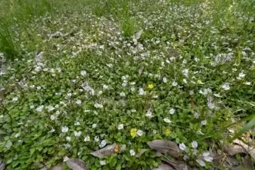 Mazus reptans 'Albus'