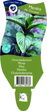 Mentha piperita 'Chocolate'