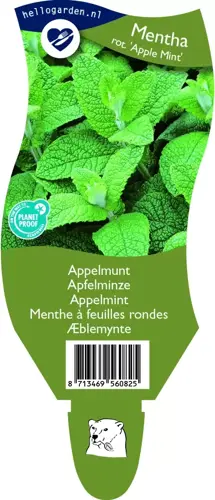 Mentha rot. 'Apple Mint'