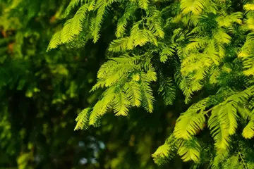 Metasequoia glyptostroboides Moerascipres - afbeelding 1