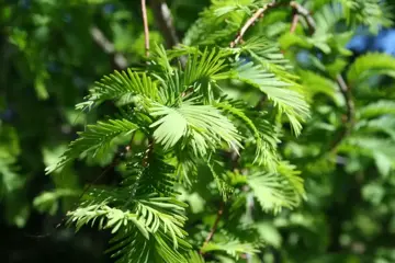 Metasequoia glyptostroboides Moerascipres - afbeelding 3